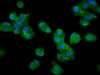 Immunofluorescence staining of HepG2 cells with CSB-PA768235LA01HU at 1:200, counter-stained with DAPI. The cells were fixed in 4% formaldehyde, permeabilized using 0.2% Triton X-100 and blocked in 10% normal Goat Serum. The cells were then incubated with the antibody overnight at 4°C. The secondary antibody was Alexa Fluor 488-congugated AffiniPure Goat Anti-Rabbit IgG (H+L) .