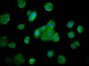 Immunofluorescence staining of HepG2 cells with CSB-PA842128LA01HU at 1:200, counter-stained with DAPI. The cells were fixed in 4% formaldehyde, permeabilized using 0.2% Triton X-100 and blocked in 10% normal Goat Serum. The cells were then incubated with the antibody overnight at 4°C. The secondary antibody was Alexa Fluor 488-congugated AffiniPure Goat Anti-Rabbit IgG (H+L) .