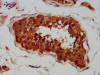 IHC image of CSB-PA857024LA01HU diluted at 1:400 and staining in paraffin-embedded human testis tissue performed on a Leica BondTM system. After dewaxing and hydration, antigen retrieval was mediated by high pressure in a citrate buffer (pH 6.0) . Section was blocked with 10% normal goat serum 30min at RT. Then primary antibody (1% BSA) was incubated at 4°C overnight. The primary is detected by a biotinylated secondary antibody and visualized using an HRP conjugated SP system.
