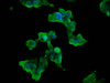 Immunofluorescence staining of 293 cells with CSB-PA861176LA01HU at 1:100, counter-stained with DAPI. The cells were fixed in 4% formaldehyde, permeabilized using 0.2% Triton X-100 and blocked in 10% normal Goat Serum. The cells were then incubated with the antibody overnight at 4°C. The secondary antibody was Alexa Fluor 488-congugated AffiniPure Goat Anti-Rabbit IgG (H+L) .