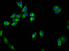 Immunofluorescence staining of Hela cells with CSB-PA862010LA01HU at 1:33, counter-stained with DAPI. The cells were fixed in 4% formaldehyde, permeabilized using 0.2% Triton X-100 and blocked in 10% normal Goat Serum. The cells were then incubated with the antibody overnight at 4°C. The secondary antibody was Alexa Fluor 488-congugated AffiniPure Goat Anti-Rabbit IgG (H+L) .