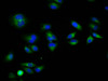 Immunofluorescence staining of Hela cells with CSB-PA875715LA01HU at 1:133, counter-stained with DAPI. The cells were fixed in 4% formaldehyde, permeabilized using 0.2% Triton X-100 and blocked in 10% normal Goat Serum. The cells were then incubated with the antibody overnight at 4°C. The secondary antibody was Alexa Fluor 488-congugated AffiniPure Goat Anti-Rabbit IgG (H+L) .