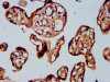 IHC image of CSB-PA878919LA01HU diluted at 1:300 and staining in paraffin-embedded human placenta tissue performed on a Leica BondTM system. After dewaxing and hydration, antigen retrieval was mediated by high pressure in a citrate buffer (pH 6.0) . Section was blocked with 10% normal goat serum 30min at RT. Then primary antibody (1% BSA) was incubated at 4°C overnight. The primary is detected by a biotinylated secondary antibody and visualized using an HRP conjugated SP system.