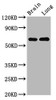 Western Blot<br />
 Positive WB detected in: Rat brain tissue, Rat lung tissue<br />
 All lanes: SELENON antibody at 4.2µg/ml<br />
 Secondary<br />
 Goat polyclonal to rabbit IgG at 1/50000 dilution<br />
 Predicted band size: 66, 63 kDa<br />
 Observed band size: 66 kDa<br />