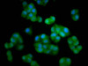 Immunofluorescence staining of Hela cells with CSB-PA883435LA01HU at 1:33, counter-stained with DAPI. The cells were fixed in 4% formaldehyde, permeabilized using 0.2% Triton X-100 and blocked in 10% normal Goat Serum. The cells were then incubated with the antibody overnight at 4°C. The secondary antibody was Alexa Fluor 488-congugated AffiniPure Goat Anti-Rabbit IgG (H+L) .