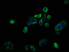Immunofluorescence staining of MCF-7 cells with CSB-PA883583LA01HU at 1:100, counter-stained with DAPI. The cells were fixed in 4% formaldehyde, permeabilized using 0.2% Triton X-100 and blocked in 10% normal Goat Serum. The cells were then incubated with the antibody overnight at 4°C. The secondary antibody was Alexa Fluor 488-congugated AffiniPure Goat Anti-Rabbit IgG (H+L) .