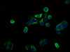 Immunofluorescence staining of MCF-7 cells with CSB-PA883583LA01HU at 1:100, counter-stained with DAPI. The cells were fixed in 4% formaldehyde, permeabilized using 0.2% Triton X-100 and blocked in 10% normal Goat Serum. The cells were then incubated with the antibody overnight at 4°C. The secondary antibody was Alexa Fluor 488-congugated AffiniPure Goat Anti-Rabbit IgG (H+L) . Immunofluorescence staining of MCF-7 cells with CSB-PA883583LA01HU at 1:100, counter-stained with DAPI. The cells were fixed in 4% formaldehyde, permeabilized using 0.2% Triton X-100 and blocked in 10% normal Goat Serum. The cells were then incubated with the antibody overnight at 4°C. The secondary antibody was Alexa Fluor 488-congugated AffiniPure Goat Anti-Rabbit IgG (H+L) .