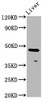 Western Blot<br />
 Positive WB detected in: Rat liver tissue<br />
 All lanes: ALX4 antibody at 4.2µg/ml<br />
 Secondary<br />
 Goat polyclonal to rabbit IgG at 1/50000 dilution<br />
 Predicted band size: 45 kDa<br />
 Observed band size: 45 kDa<br />