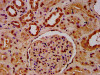 IHC image of CSB-PA010418OA23nhibHU diluted at 1:20 and staining in paraffin-embedded human kidney tissue performed on a Leica BondTM system. After dewaxing and hydration, antigen retrieval was mediated by high pressure in a citrate buffer (pH 6.0) . Section was blocked with 10% normal goat serum 30min at RT. Then primary antibody (1% BSA) was incubated at 4°C overnight. The primary is detected by a biotinylated secondary antibody and visualized using an HRP conjugated SP system.