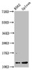 Western Blot<br />
 Positive WB detected in: K562 whole cell lysate, Rat spleen tissue<br />
 All lanes: HIST1H4A antibody at 0.53µg/ml<br />
 Secondary<br />
 Goat polyclonal to rabbit IgG at 1/50000 dilution<br />
 Predicted band size: 12 kDa<br />
 Observed band size: 12 kDa<br />