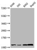 Western Blot<br />
 Positive WB detected in: A549 whole cell lysate, 293 whole cell lysate, K562 whole cell lysate, HepG2 whole cell lysate (treated by 30mM sodium butyrate for 4h) <br />
 All lanes: HIST1H4A antibody at 1.25µg/ml<br />
 Secondary<br />
 Goat polyclonal to rabbit IgG at 1/50000 dilution<br />
 Predicted band size: 12 kDa<br />
 Observed band size: 12 kDa<br />