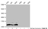 Western Blot<br />
 Detected samples: A549 whole cell lysate, 293 whole cell lysate, K562 whole cell lysate; Untreated (-) or treated (+) with 30mM sodium butyrate for 4h<br />
 All lanes: HIST1H4A antibody at 1:100<br />
 Secondary<br />
 Goat polyclonal to rabbit IgG at 1/50000 dilution<br />
 Predicted band size: 12 kDa<br />
 Observed band size: 12 kDa<br />