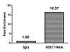 Chromatin Immunoprecipitation Hela (10<sup>6</sup>, treated with 30mM sodium butyrate for 4h) were treated with Micrococcal Nuclease, sonicated, and immunoprecipitated with 5µg anti-HIST1H4A (CSB-PA010429OA77forHU) or a control normal rabbit IgG. The resulting ChIP DNA was quantified using real-time PCR with primers against the β-Globin promoter.