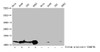 Western Blot<br />
 Detected samples: Hela whole cell lysate, A549 whole cell lysate, 293 whole cell lysate, K562 whole cell lysate; Untreated (-) or treated (+) with 10mM sodium propionate for 4h<br />
 All lanes: HIST1H4A antibody at 1:100<br />
 Secondary<br />
 Goat polyclonal to rabbit IgG at 1/50000 dilution<br />
 Predicted band size: 12 kDa<br />
 Observed band size: 12 kDa<br /> Western Blot<br />
 Detected samples: Hela whole cell lysate, A549 whole cell lysate, 293 whole cell lysate, K562 whole cell lysate; Untreated (-) or treated (+) with 10mM sodium propionate for 4h<br />
 All lanes: HIST1H4A antibody at 1:100<br />
 Secondary<br />
 Goat polyclonal to rabbit IgG at 1/50000 dilution<br />
 Predicted band size: 12 kDa<br />
 Observed band size: 12 kDa<br />