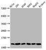 Western Blot<br />
 Positive WB detected in: Hela whole cell lysate, 293 whole cell lysate, A549 whole cell lysate, K562 whole cell lysate, HepG2 whole cell lysate, Mouse kidney tissue<br />
 All lanes: HIST1H4A antibody at 1µg/ml<br />
 Secondary<br />
 Goat polyclonal to rabbit IgG at 1/50000 dilution<br />
 Predicted band size: 12 kDa<br />
 Observed band size: 12 kDa<br />