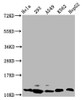 Western Blot<br />
 Positive WB detected in: Hela whole cell lysate, 293 whole cell lysate, A549 whole cell lysate, K562 whole cell lysate, HepG2 whole cell lysate<br />
 All lanes: HIST1H4A antibody at 0.65µg/ml<br />
 Secondary<br />
 Goat polyclonal to rabbit IgG at 1/50000 dilution<br />
 Predicted band size: 12 kDa<br />
 Observed band size: 12 kDa<br />