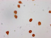 Immunocytochemistry analysis of CSB-PA010429OA79forHU diluted at 1:8 and staining in Hela cells (treated with 30mM sodium butyrate for 4h) performed on a Leica BondTM system. The cells were fixed in 4% formaldehyde, permeabilized using 0.2% Triton X-100 and blocked with 10% normal goat serum 30min at RT. Then primary antibody (1% BSA) was incubated at 4°C overnight. The primary is detected by a biotinylated secondary antibody and visualized using an HRP conjugated SP system.