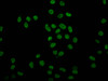 Immunofluorescence staining of Hela cells (treated with 30mM sodium butyrate for 4h) with CSB-PA010429OA08hibHU at 1:7.5, counter-stained with DAPI. The cells were fixed in 4% formaldehyde, permeabilized using 0.2% Triton X-100 and blocked in 10% normal Goat Serum. The cells were then incubated with the antibody overnight at 4°C. The secondary antibody was Alexa Fluor 488-congugated AffiniPure Goat Anti-Rabbit IgG (H+L) .