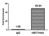 Chromatin Immunoprecipitation Hela (4*10<sup>6</sup>) were treated with Micrococcal Nuclease, sonicated, and immunoprecipitated with 5µg anti-HIST1H4A (CSB-PA010429OA12npropHU) or a control normal rabbit IgG. The resulting ChIP DNA was quantified using real-time PCR with primers against the β-Globin promoter.