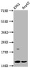 Western Blot<br />
 Positive WB detected in: K562 whole cell lysate, HepG2 whole cell lysate<br />
 All lanes: HIST1H4A antibody at 3.3µg/ml<br />
 Secondary<br />
 Goat polyclonal to rabbit IgG at 1/50000 dilution<br />
 Predicted band size: 12 kDa<br />
 Observed band size: 12 kDa<br />