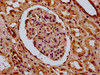 IHC image of CSB-PA010429OA59nhibHU diluted at 1:20 and staining in paraffin-embedded human kidney tissue performed on a Leica BondTM system. After dewaxing and hydration, antigen retrieval was mediated by high pressure in a citrate buffer (pH 6.0) . Section was blocked with 10% normal goat serum 30min at RT. Then primary antibody (1% BSA) was incubated at 4°C overnight. The primary is detected by a biotinylated secondary antibody and visualized using an HRP conjugated SP system.