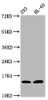 Western Blot<br />
 Positive WB detected in: 293 whole cell lysate, HL60 whole cell lysate (all treated with 30mM sodium butyrate for 4h) <br />
 All lanes: HIST1H2BC antibody at 1.7µg/ml<br />
 Secondary<br />
 Goat polyclonal to rabbit IgG at 1/50000 dilution<br />
 Predicted band size: 14 kDa<br />
 Observed band size: 14 kDa<br />