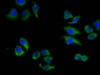 Immunofluorescence staining of A549 cells with CSB-PA001065LA01HU at 1:133, counter-stained with DAPI. The cells were fixed in 4% formaldehyde, permeabilized using 0.2% Triton X-100 and blocked in 10% normal Goat Serum. The cells were then incubated with the antibody overnight at 4°C. The secondary antibody was Alexa Fluor 488-congugated AffiniPure Goat Anti-Rabbit IgG (H+L) .