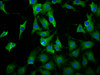 Immunofluorescence staining of NIH/3T3 cells with CSB-PA012941LA01HU at 1:100, counter-stained with DAPI. The cells were fixed in 4% formaldehyde, permeabilized using 0.2% Triton X-100 and blocked in 10% normal Goat Serum. The cells were then incubated with the antibody overnight at 4°C. The secondary antibody was Alexa Fluor 488-congugated AffiniPure Goat Anti-Rabbit IgG (H+L) .