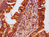 IHC image of CSB-PA015201LA01HU diluted at 1:400 and staining in paraffin-embedded human small intestine tissue performed on a Leica BondTM system. After dewaxing and hydration, antigen retrieval was mediated by high pressure in a citrate buffer (pH 6.0) . Section was blocked with 10% normal goat serum 30min at RT. Then primary antibody (1% BSA) was incubated at 4°C overnight. The primary is detected by a biotinylated secondary antibody and visualized using an HRP conjugated SP system.