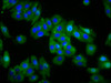 Immunofluorescence staining of HepG2 cells with CSB-PA016352LA01HU at 1:66, counter-stained with DAPI. The cells were fixed in 4% formaldehyde, permeabilized using 0.2% Triton X-100 and blocked in 10% normal Goat Serum. The cells were then incubated with the antibody overnight at 4°C. The secondary antibody was Alexa Fluor 488-congugated AffiniPure Goat Anti-Rabbit IgG (H+L) .