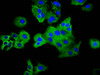 Immunofluorescence staining of HepG2 cells with CSB-PA018225LA01HU at 1:33, counter-stained with DAPI. The cells were fixed in 4% formaldehyde, permeabilized using 0.2% Triton X-100 and blocked in 10% normal Goat Serum. The cells were then incubated with the antibody overnight at 4°C. The secondary antibody was Alexa Fluor 488-congugated AffiniPure Goat Anti-Rabbit IgG (H+L) .