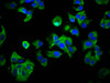 Immunofluorescence staining of MCF-7 cells with CSB-PA019203LA01HU at 1:33, counter-stained with DAPI. The cells were fixed in 4% formaldehyde, permeabilized using 0.2% Triton X-100 and blocked in 10% normal Goat Serum. The cells were then incubated with the antibody overnight at 4°C. The secondary antibody was Alexa Fluor 488-congugated AffiniPure Goat Anti-Rabbit IgG (H+L) .