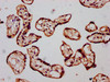 IHC image of CSB-PA021525LA01HU diluted at 1:300 and staining in paraffin-embedded human placenta tissue performed on a Leica BondTM system. After dewaxing and hydration, antigen retrieval was mediated by high pressure in a citrate buffer (pH 6.0) . Section was blocked with 10% normal goat serum 30min at RT. Then primary antibody (1% BSA) was incubated at 4°C overnight. The primary is detected by a biotinylated secondary antibody and visualized using an HRP conjugated SP system.