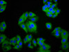 Immunofluorescence staining of HepG2 cells with CSB-PA021525LA01HU at 1:100, counter-stained with DAPI. The cells were fixed in 4% formaldehyde, permeabilized using 0.2% Triton X-100 and blocked in 10% normal Goat Serum. The cells were then incubated with the antibody overnight at 4°C. The secondary antibody was Alexa Fluor 488-congugated AffiniPure Goat Anti-Rabbit IgG (H+L) .