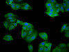 Immunofluorescence staining of HepG2 cells with CSB-PA022673LA01HU at 1:133, counter-stained with DAPI. The cells were fixed in 4% formaldehyde, permeabilized using 0.2% Triton X-100 and blocked in 10% normal Goat Serum. The cells were then incubated with the antibody overnight at 4°C. The secondary antibody was Alexa Fluor 488-congugated AffiniPure Goat Anti-Rabbit IgG (H+L) .