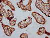 IHC image of CSB-PA025149LA01HU diluted at 1:400 and staining in paraffin-embedded human placenta tissue performed on a Leica BondTM system. After dewaxing and hydration, antigen retrieval was mediated by high pressure in a citrate buffer (pH 6.0) . Section was blocked with 10% normal goat serum 30min at RT. Then primary antibody (1% BSA) was incubated at 4°C overnight. The primary is detected by a biotinylated secondary antibody and visualized using an HRP conjugated SP system.