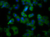 Immunofluorescence staining of MCF-7 cells with CSB-PA025617LA01HU at 1:100, counter-stained with DAPI. The cells were fixed in 4% formaldehyde, permeabilized using 0.2% Triton X-100 and blocked in 10% normal Goat Serum. The cells were then incubated with the antibody overnight at 4°C. The secondary antibody was Alexa Fluor 488-congugated AffiniPure Goat Anti-Rabbit IgG (H+L) .