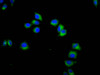 Immunofluorescence staining of Hela cells with CSB-PA23099A0Rb at 1:133, counter-stained with DAPI. The cells were fixed in 4% formaldehyde, permeabilized using 0.2% Triton X-100 and blocked in 10% normal Goat Serum. The cells were then incubated with the antibody overnight at 4°C. The secondary antibody was Alexa Fluor 488-congugated AffiniPure Goat Anti-Rabbit IgG (H+L) .