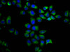 Immunofluorescence staining of Hela cells with CSB-PA23149A0Rb at 1:200, counter-stained with DAPI. The cells were fixed in 4% formaldehyde, permeabilized using 0.2% Triton X-100 and blocked in 10% normal Goat Serum. The cells were then incubated with the antibody overnight at 4°C. The secondary antibody was Alexa Fluor 488-congugated AffiniPure Goat Anti-Rabbit IgG (H+L) .