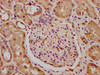 IHC image of CSB-PA23569A0Rb diluted at 1:400 and staining in paraffin-embedded human kidney tissue performed on a Leica BondTM system. After dewaxing and hydration, antigen retrieval was mediated by high pressure in a citrate buffer (pH 6.0) . Section was blocked with 10% normal goat serum 30min at RT. Then primary antibody (1% BSA) was incubated at 4°C overnight. The primary is detected by a biotinylated secondary antibody and visualized using an HRP conjugated SP system.