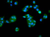 Immunofluorescence staining of PC-3 cells with CSB-PA23619A0Rb at 1:133, counter-stained with DAPI. The cells were fixed in 4% formaldehyde, permeabilized using 0.2% Triton X-100 and blocked in 10% normal Goat Serum. The cells were then incubated with the antibody overnight at 4°C. The secondary antibody was Alexa Fluor 488-congugated AffiniPure Goat Anti-Rabbit IgG (H+L) .