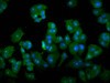 Immunofluorescence staining of MCF-7 cells with CSB-PA622986LA01HU at 1:133, counter-stained with DAPI. The cells were fixed in 4% formaldehyde, permeabilized using 0.2% Triton X-100 and blocked in 10% normal Goat Serum. The cells were then incubated with the antibody overnight at 4°C. The secondary antibody was Alexa Fluor 488-congugated AffiniPure Goat Anti-Rabbit IgG (H+L) .