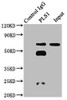 Immunoprecipitating PLS1 in 293 whole cell lysate<br />
 Lane 1: Rabbit control IgG instead of CSB-PA623928LA01HU in 293 whole cell lysate.
 For western blotting, a HRP-conjugated Protein G antibody was used as the secondary antibody (1/2000) <br />
 Lane 2: CSB-PA623928LA01HU (6µg) + 293 whole cell lysate (500µg) <br />
 Lane 3: 293 whole cell lysate (20µg) <br />