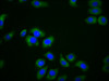 Immunofluorescence staining of A549 cells with CSB-PA642654LA01HU at 1:166, counter-stained with DAPI. The cells were fixed in 4% formaldehyde, permeabilized using 0.2% Triton X-100 and blocked in 10% normal Goat Serum. The cells were then incubated with the antibody overnight at 4°C. The secondary antibody was Alexa Fluor 488-congugated AffiniPure Goat Anti-Rabbit IgG (H+L) .