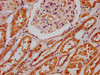 IHC image of CSB-PA735951LA01HU diluted at 1:300 and staining in paraffin-embedded human kidney tissue performed on a Leica BondTM system. After dewaxing and hydration, antigen retrieval was mediated by high pressure in a citrate buffer (pH 6.0) . Section was blocked with 10% normal goat serum 30min at RT. Then primary antibody (1% BSA) was incubated at 4°C overnight. The primary is detected by a biotinylated secondary antibody and visualized using an HRP conjugated SP system.