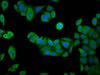 Immunofluorescence staining of PC-3 cells with CSB-PA842627LA01HU at 1:133, counter-stained with DAPI. The cells were fixed in 4% formaldehyde, permeabilized using 0.2% Triton X-100 and blocked in 10% normal Goat Serum. The cells were then incubated with the antibody overnight at 4°C. The secondary antibody was Alexa Fluor 488-congugated AffiniPure Goat Anti-Rabbit IgG (H+L) .