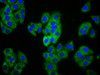 Immunofluorescence staining of HepG2 cells with CSB-PA857014LA01HU at 1:133, counter-stained with DAPI. The cells were fixed in 4% formaldehyde, permeabilized using 0.2% Triton X-100 and blocked in 10% normal Goat Serum. The cells were then incubated with the antibody overnight at 4°C. The secondary antibody was Alexa Fluor 488-congugated AffiniPure Goat Anti-Rabbit IgG (H+L) .