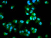 Immunofluorescence staining of MCF-7 cells with CSB-PA880993LA01HU at 1:66, counter-stained with DAPI. The cells were fixed in 4% formaldehyde, permeabilized using 0.2% Triton X-100 and blocked in 10% normal Goat Serum. The cells were then incubated with the antibody overnight at 4°C. The secondary antibody was Alexa Fluor 488-congugated AffiniPure Goat Anti-Rabbit IgG (H+L) .