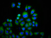 Immunofluorescence staining of Hela cells with CSB-PA884520LA01HU at 1:133, counter-stained with DAPI. The cells were fixed in 4% formaldehyde, permeabilized using 0.2% Triton X-100 and blocked in 10% normal Goat Serum. The cells were then incubated with the antibody overnight at 4°C. The secondary antibody was Alexa Fluor 488-congugated AffiniPure Goat Anti-Rabbit IgG (H+L) .