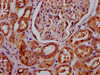 IHC image of CSB-PA884629LA01HU diluted at 1:400 and staining in paraffin-embedded human kidney tissue performed on a Leica BondTM system. After dewaxing and hydration, antigen retrieval was mediated by high pressure in a citrate buffer (pH 6.0) . Section was blocked with 10% normal goat serum 30min at RT. Then primary antibody (1% BSA) was incubated at 4°C overnight. The primary is detected by a biotinylated secondary antibody and visualized using an HRP conjugated SP system.